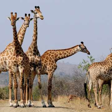 Sudafrica